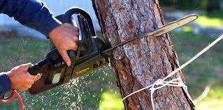 Best Tree Preservation Services  in Sparks, TX