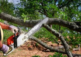 Seasonal Cleanup (Spring/Fall) in Sparks, TX