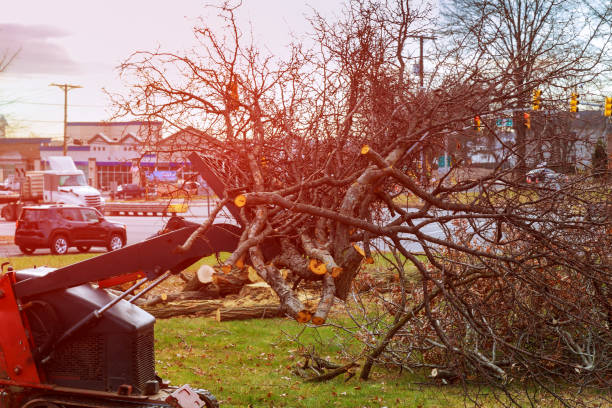 How Our Tree Care Process Works  in  Sparks, TX