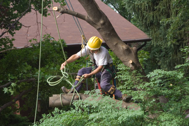 Best Tree Trimming and Pruning  in Sparks, TX