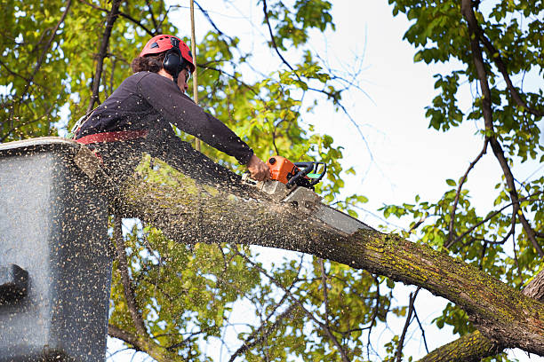 Sparks, TX Tree Care Company