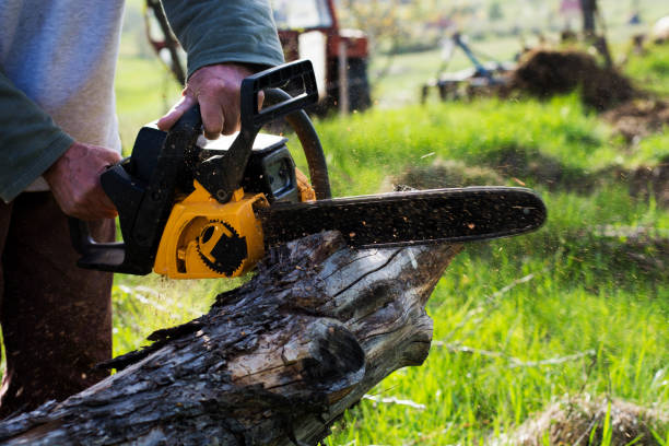 Best Stump Grinding and Removal  in Sparks, TX