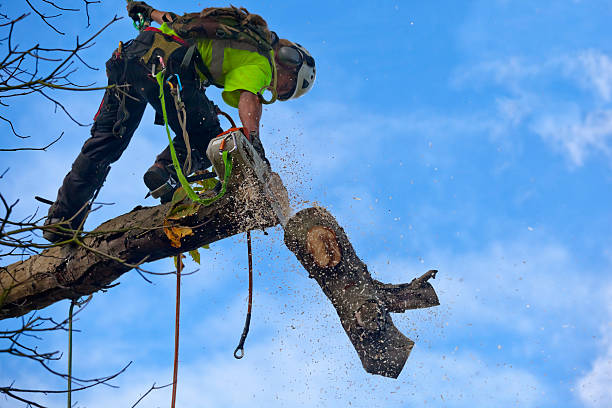 Best Leaf Removal  in Sparks, TX