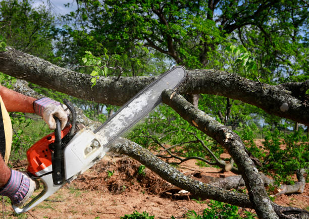 Lawn Drainage Solutions in Sparks, TX