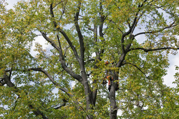 Best Tree Risk Assessment  in Sparks, TX